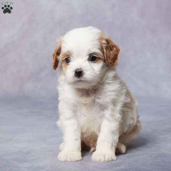 Max, Cavapoo Puppy